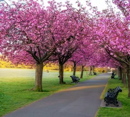 Cherry Blossom Trees in London